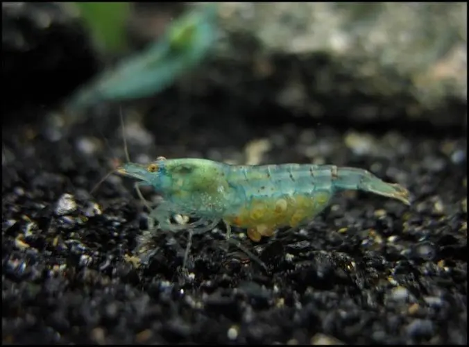 Blue Pearl Dværgreje (Neocaridina zhangjiajiensis sp. Blue Pearl)